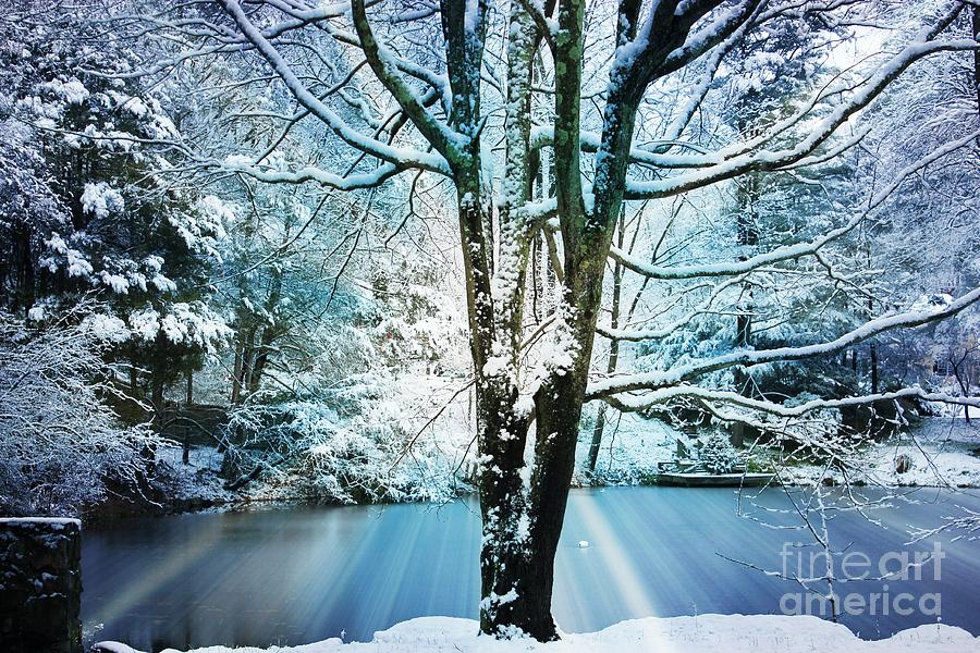Winter Wonderland Photograph by Judy Palkimas