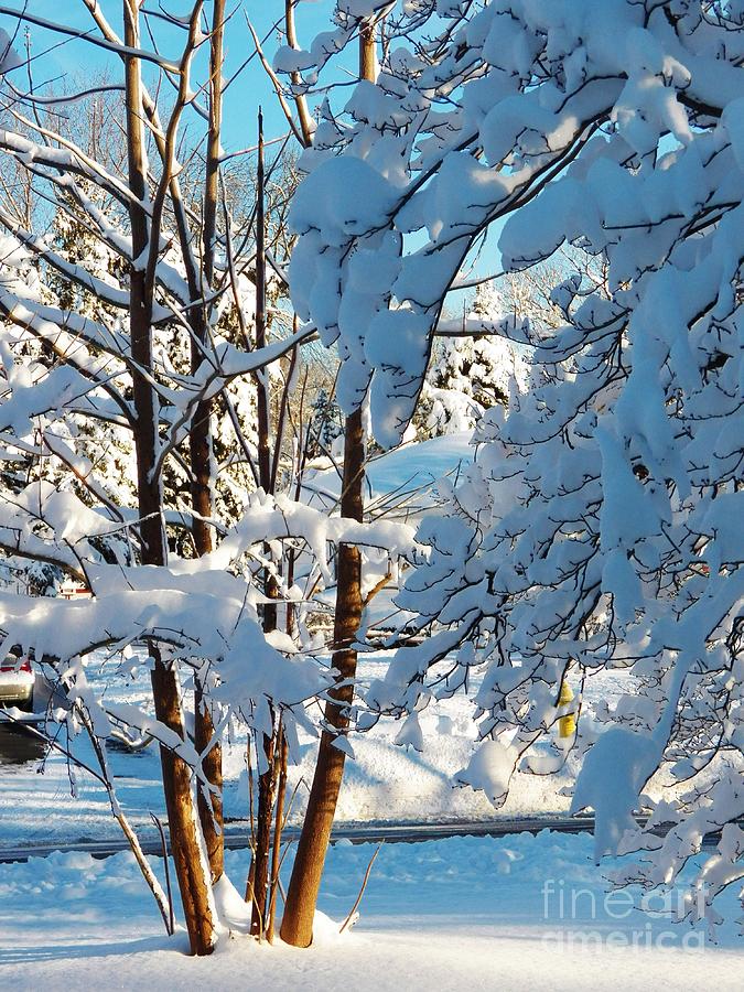 Winter Wonderland Photograph by Judy Via-Wolff