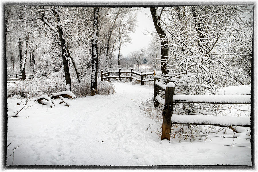 Winter Wonderland Photograph by Juli Ellen