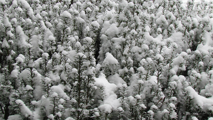 Winter Wonderland Photograph by Jeelan Clark
