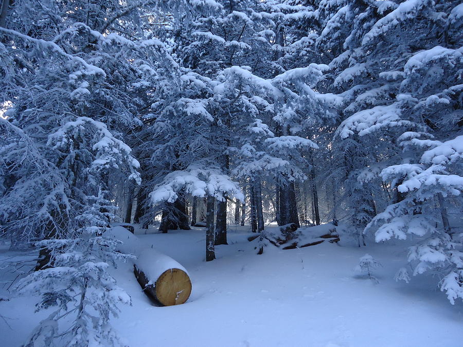 Tree Photograph - Winter Wonderland by Lois Rivera