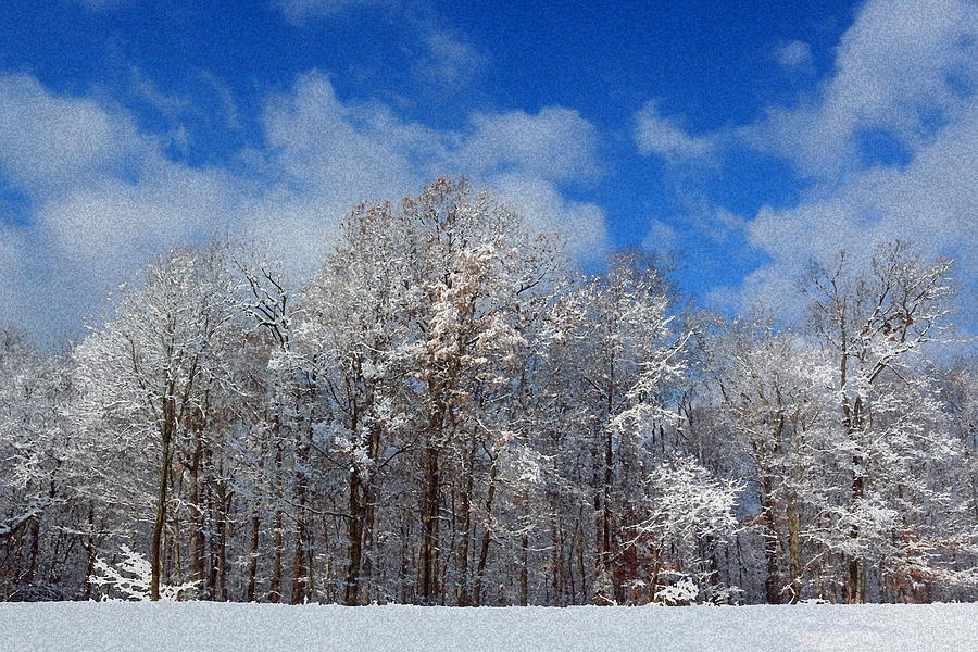 Winter Wonderland Photograph by Lorna Rose Marie Mills DBA  Lorna Rogers Photography