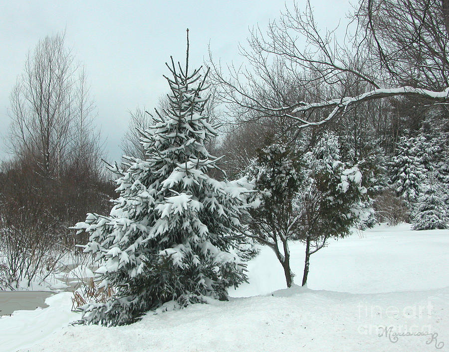 Winter Wonderland Photograph by Mariarosa Rockefeller
