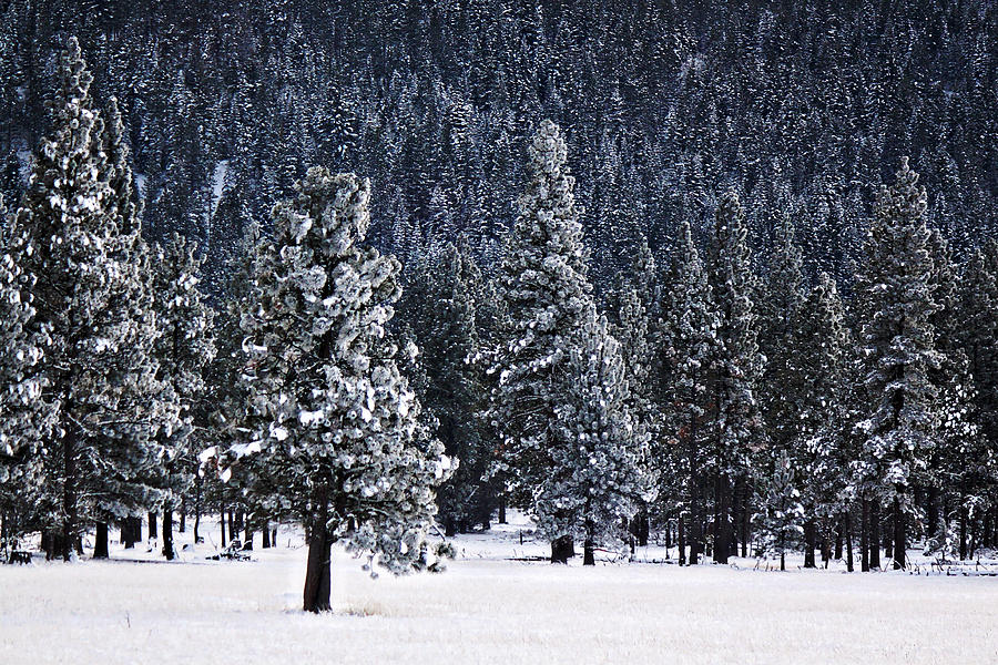 Winter Wonderland Photograph by Melanie Lankford Photography