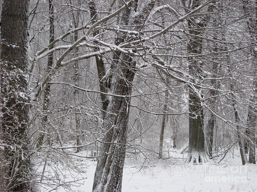 Winter Wonderland Photograph by Michael Krek