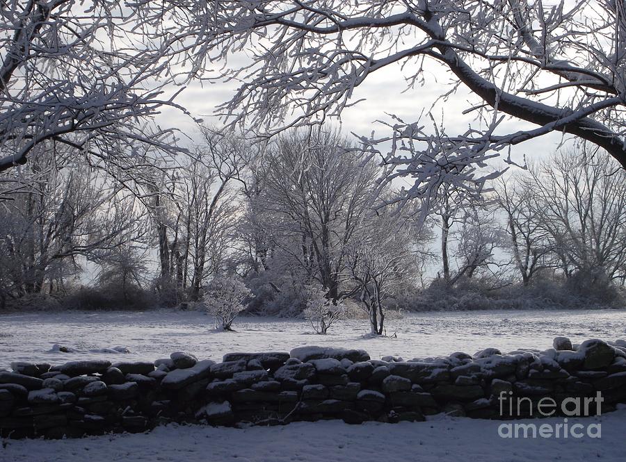 Winter Wonderland Photograph by Michelle Welles