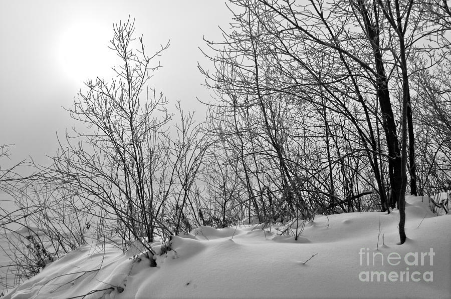 Winter Wonderland Monochrome Photograph by Terry Elniski