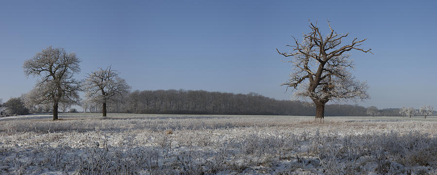 Winter Wonderland Photograph by Nick Atkin