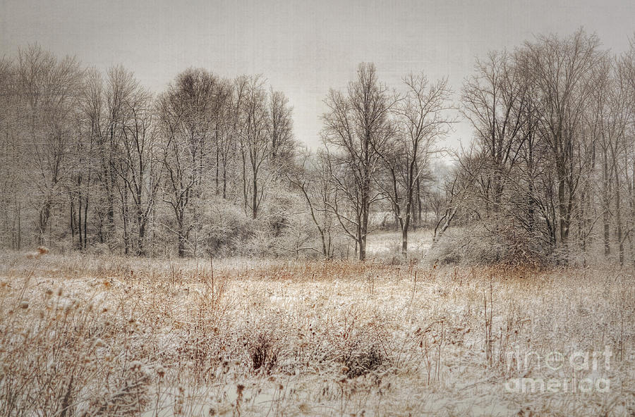 Winter Wonderland Photograph by Pamela Baker