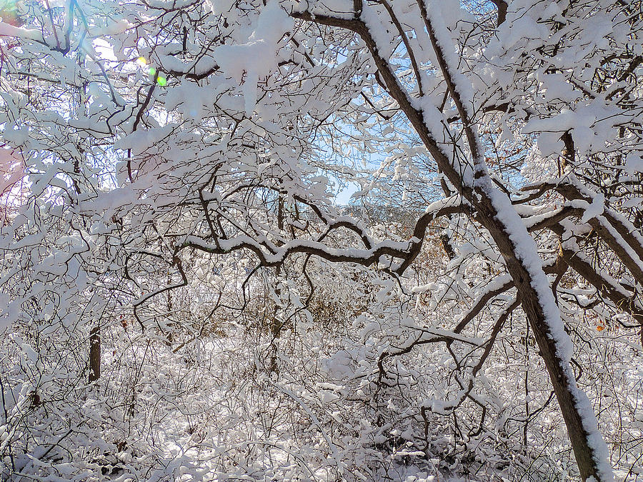 Winter Photograph - Winter wonderland by Raymond J Deuso