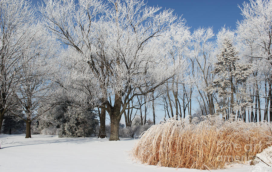 Winter Wonderland Photograph by Robyn Saunders