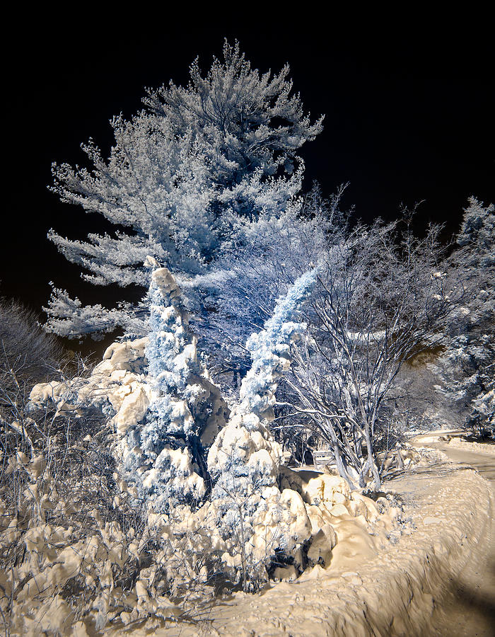 Winter Wonderland Photograph by Steve Zimic