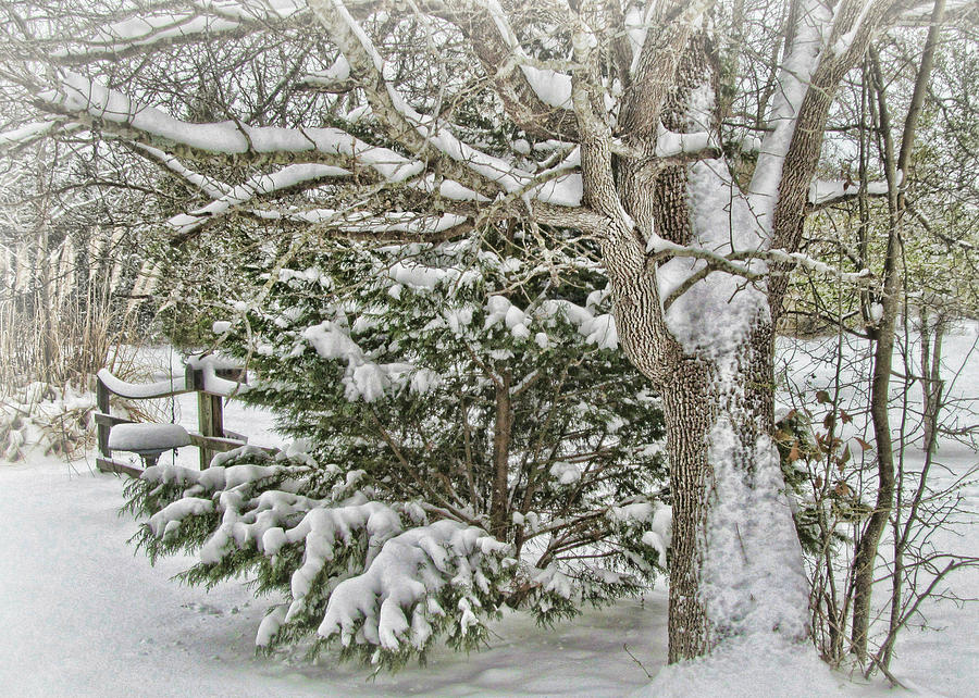 Winter Wonderland Photograph by Vic Montgomery