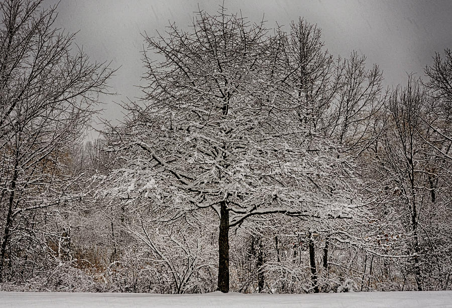 Winter Wonderland Xl Photograph by Tricia Marchlik