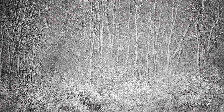 Winter Wood 2013 Photograph by Joan Davis