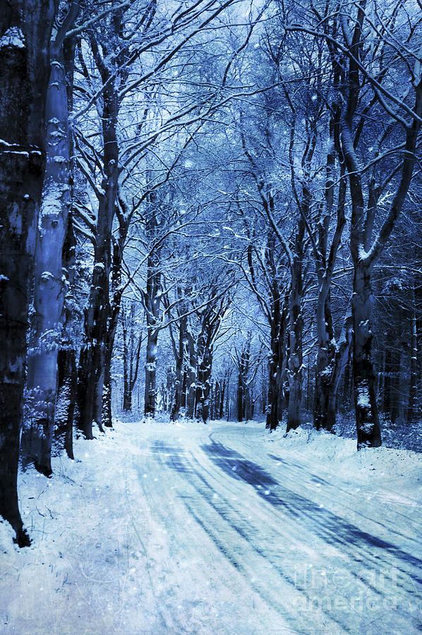 Winter Wood Photograph by David Lichtneker