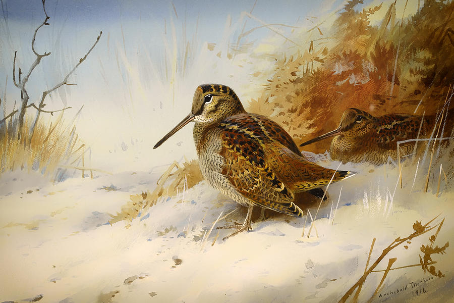 Winter Painting - Winter Woodcock by Mountain Dreams