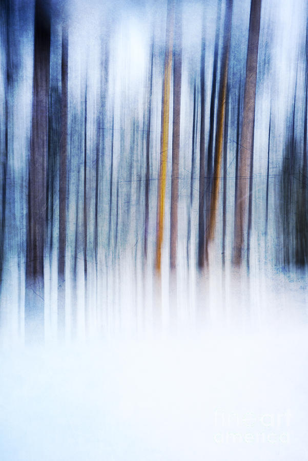 Winter Woodland Photograph by David Lichtneker
