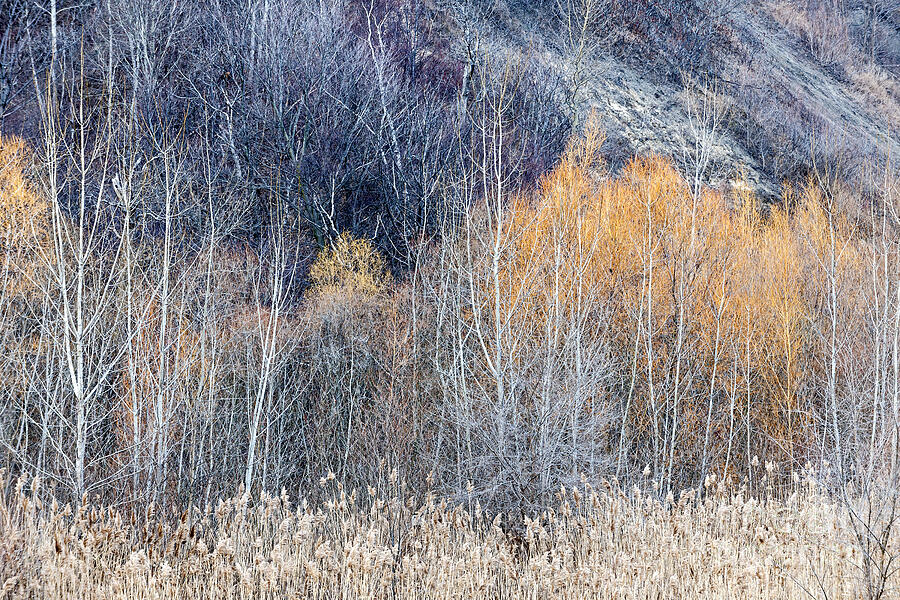 Tree Photograph - Winter woodland  by Elena Elisseeva
