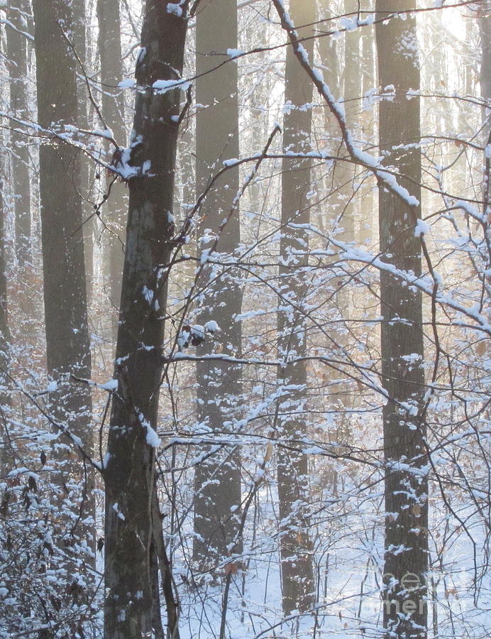 Winter Woodland Photograph by Joshua Bales