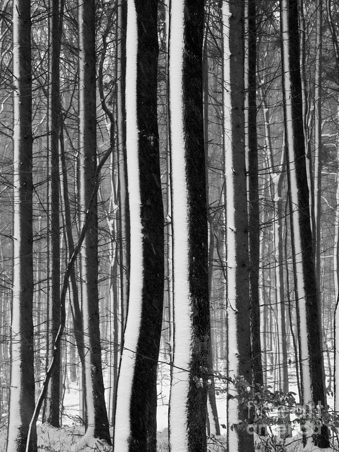 Winter Woodlands 2 Photograph by Heiko Koehrer-Wagner