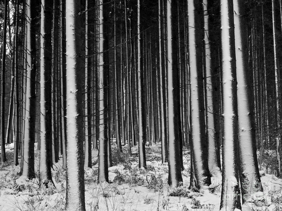 Winter Woodlands Photograph by Heiko Koehrer-Wagner