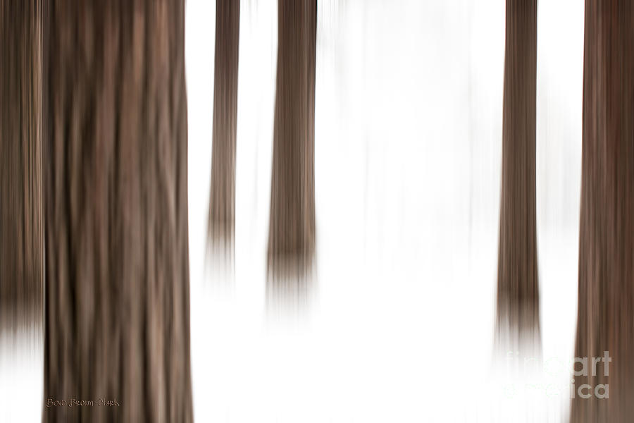Abstract Photograph - Winter Woodlands by Beve Brown-Clark Photography