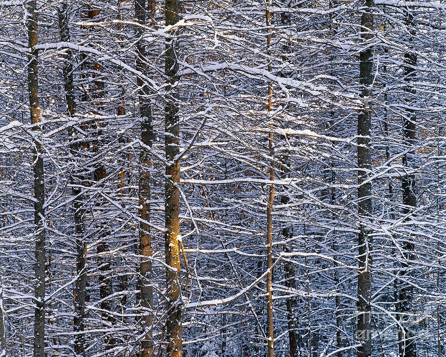 Winter Woods Photograph by Alan L Graham