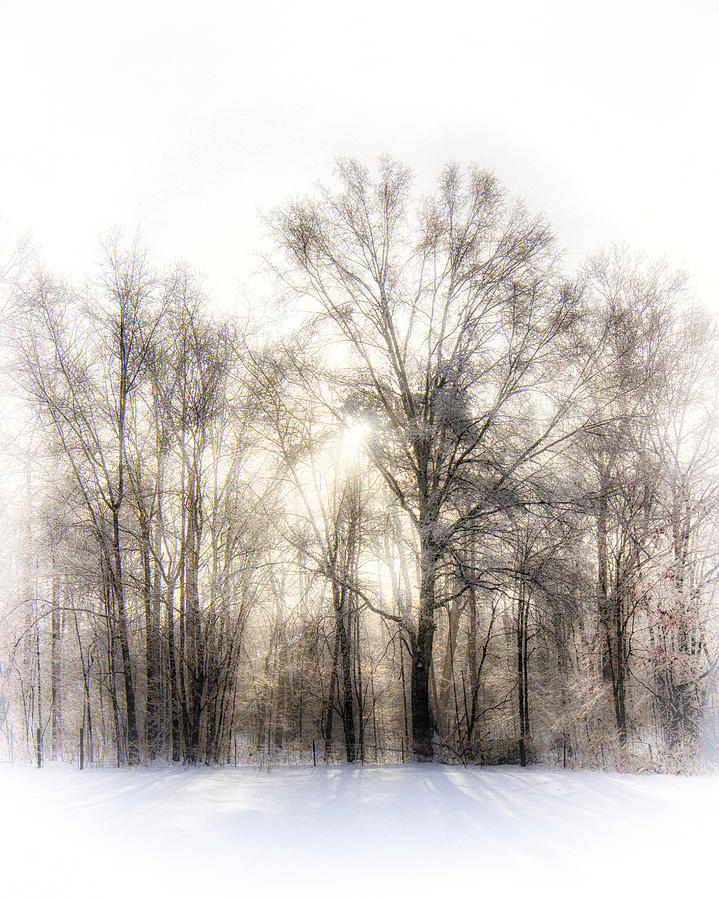 Winter Woods Photograph by Alan Raasch