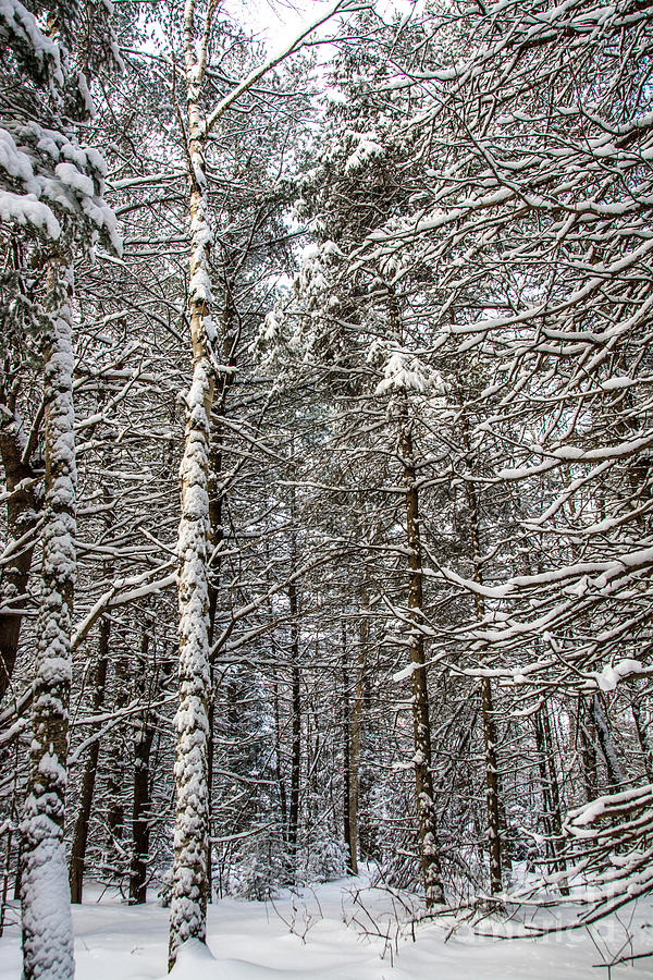 Winter Woods Photograph by Cheryl Baxter