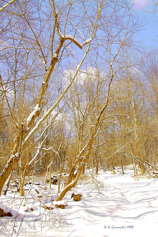 Winter Woods Digital Art Photograph by A Macarthur Gurmankin