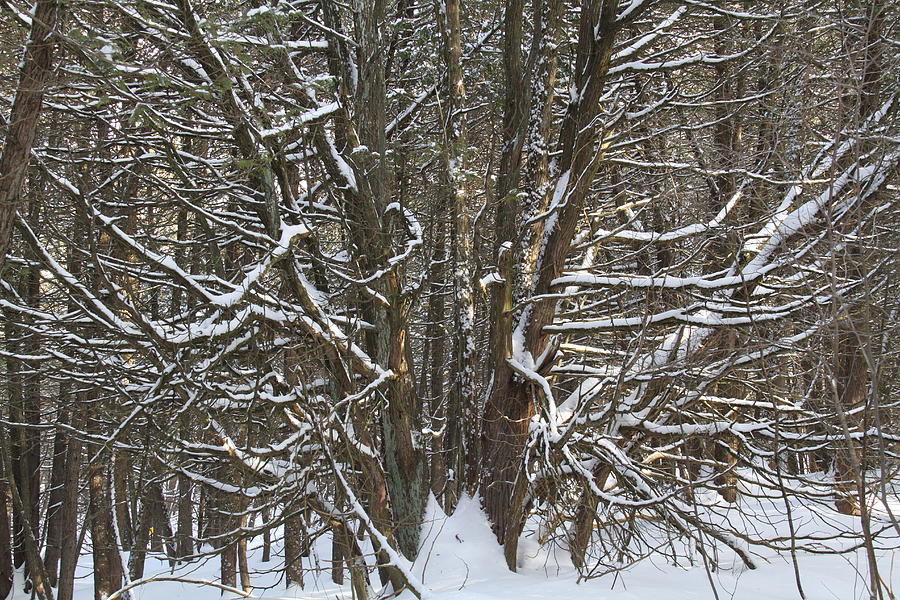 Winter Woods Photograph by Doris Potter