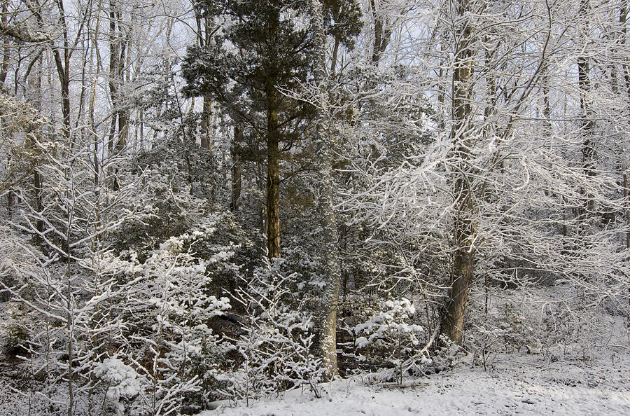 Winter Woods by Greg Vizzi Winter Woods by Greg Vizzi