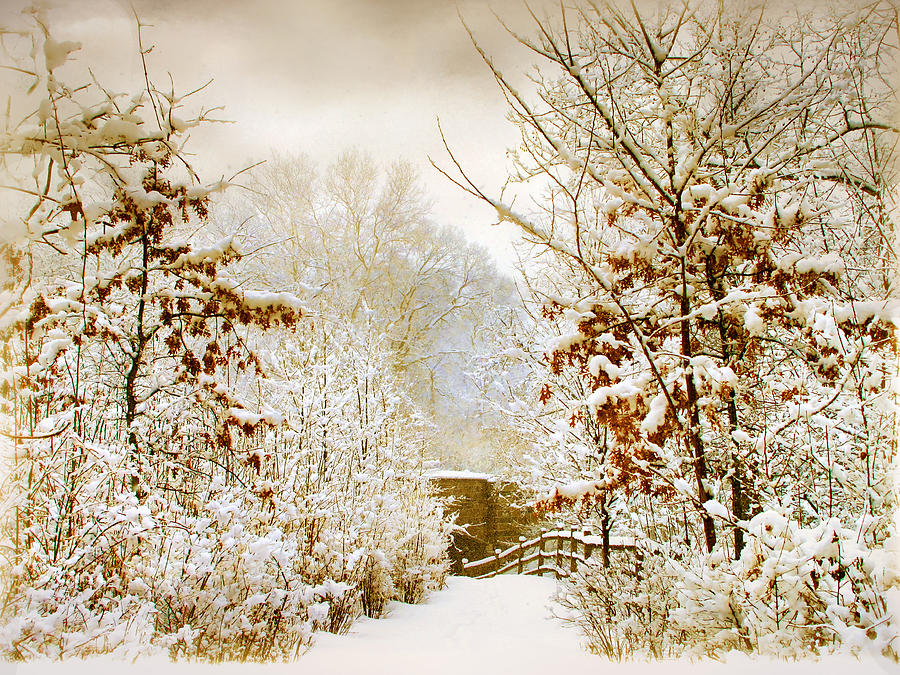 Winter Photograph - Winter Woods by Jessica Jenney