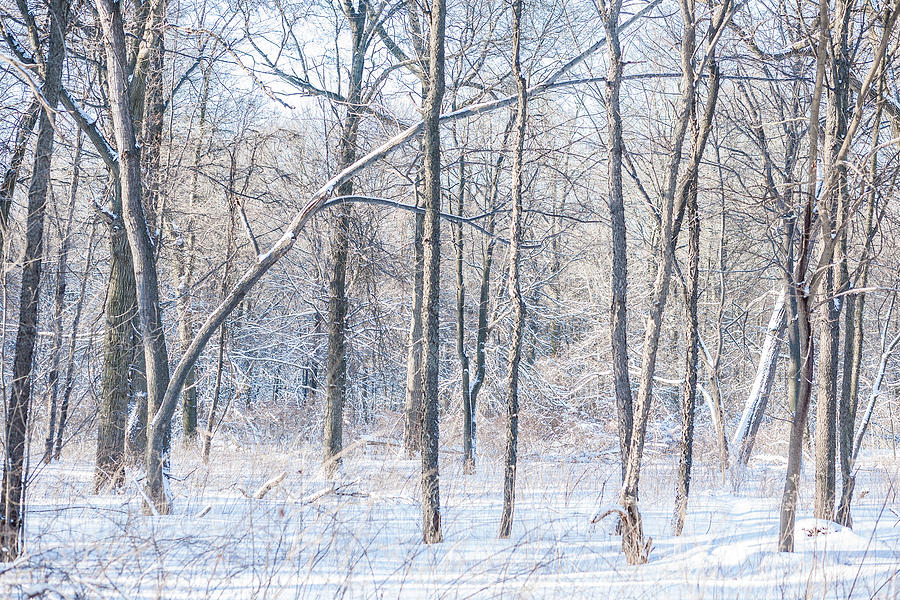 Winter Woods Photograph by Matthew Thomson | Fine Art America