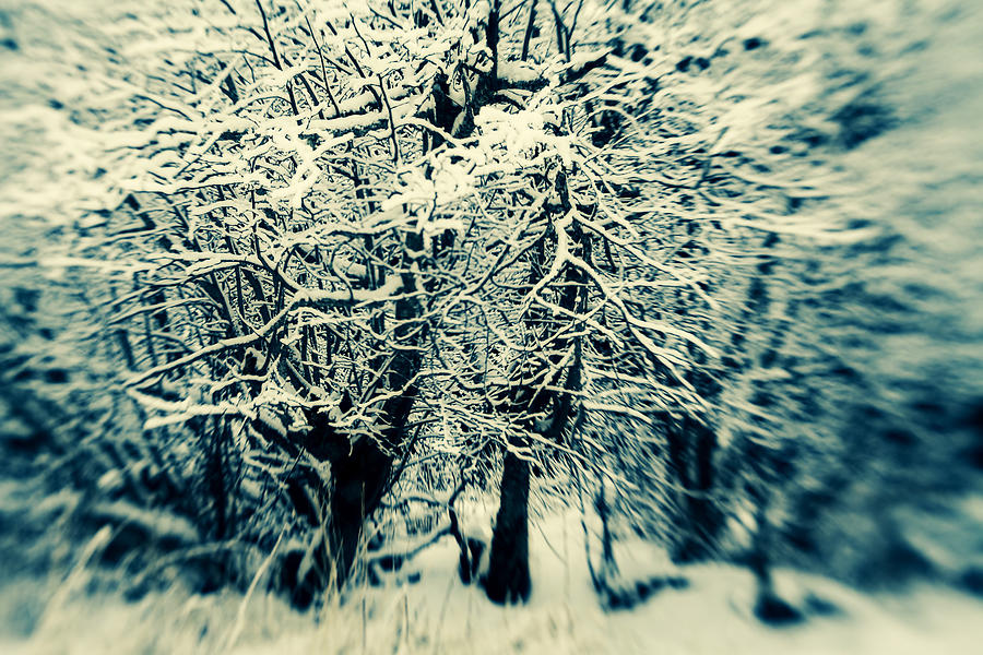 Winter Woods Photograph by Michele Cornelius