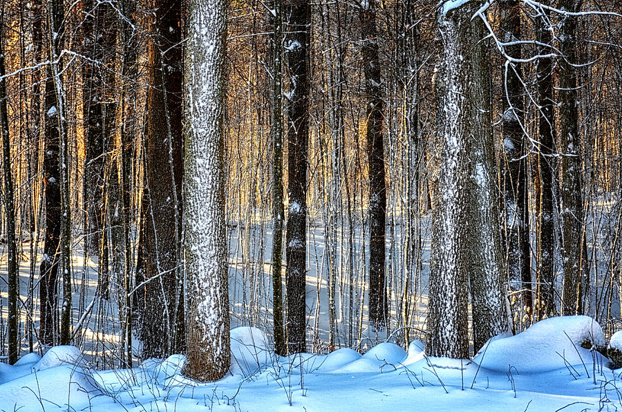 Winter Woods Photograph by Tricia Marchlik