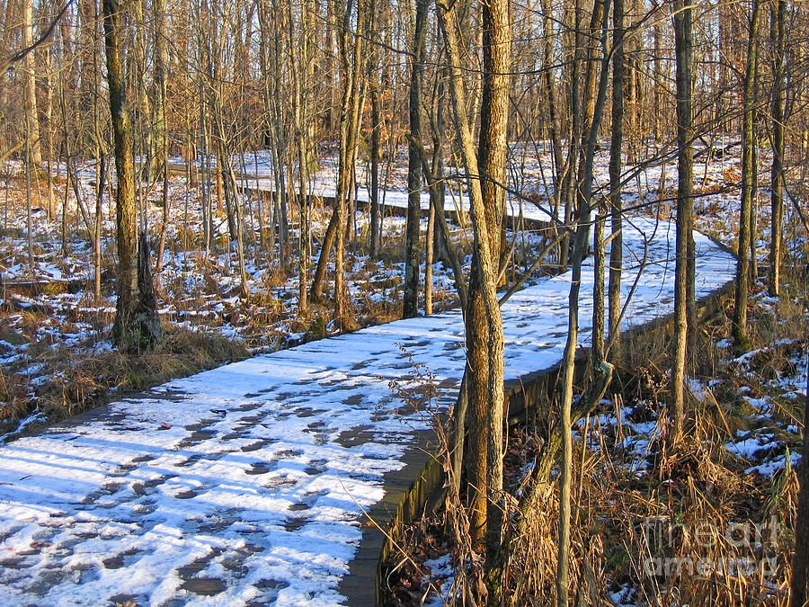 Winter Woods Walk Photograph by Ann Horn