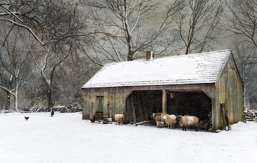 Winter Woolens Photograph by Robin-Lee Vieira