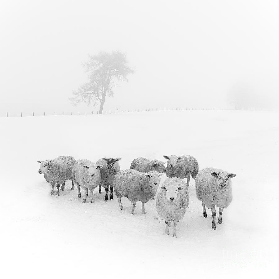 Sheep In Winter Photograph - Winter Woollies by Janet Burdon