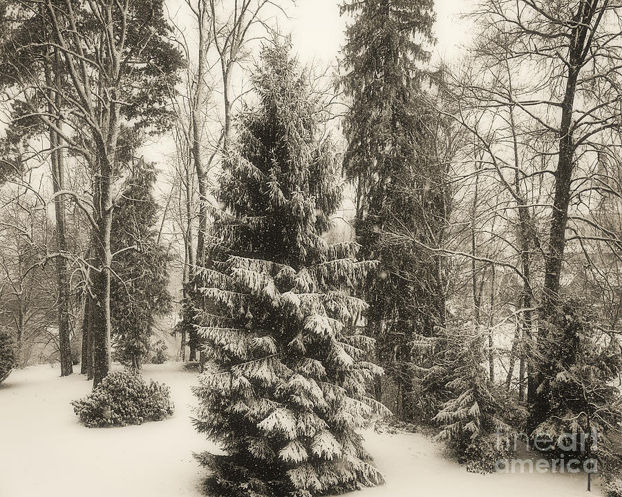 Winter Zauber 02 Photograph by Edmund Nagele FRPS