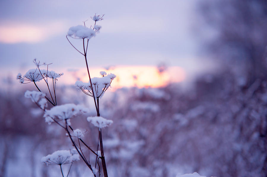 Winter Zen Photograph by Jenny Rainbow