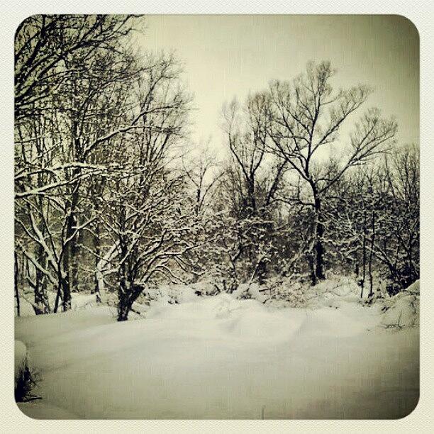 Nature Photograph - #winter2011 #winter #snow #snowfall by Erica Mason