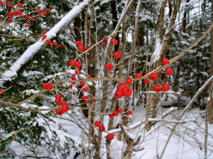Winterberry Photograph by David Pickett