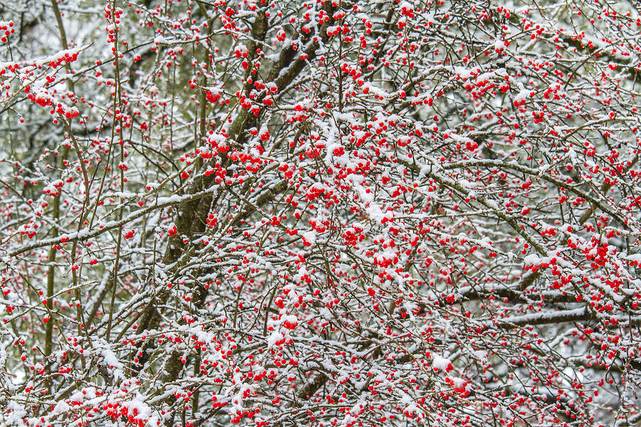 Winterberry During a Snowfall by Steven Schwartzman Winterberry During a Snowfall by Steven Schwartzman