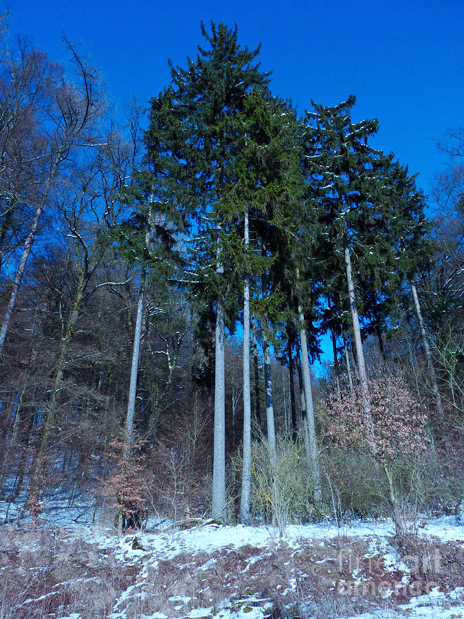 Winterforest Photograph by Eva-Maria Di Bella