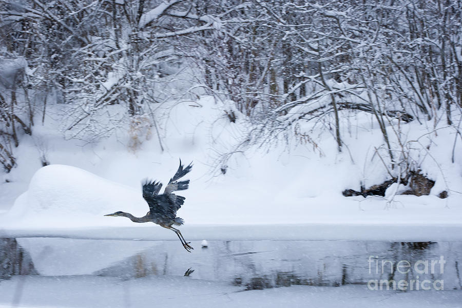 Wintering Heron In Flight Photograph by Roger Bailey