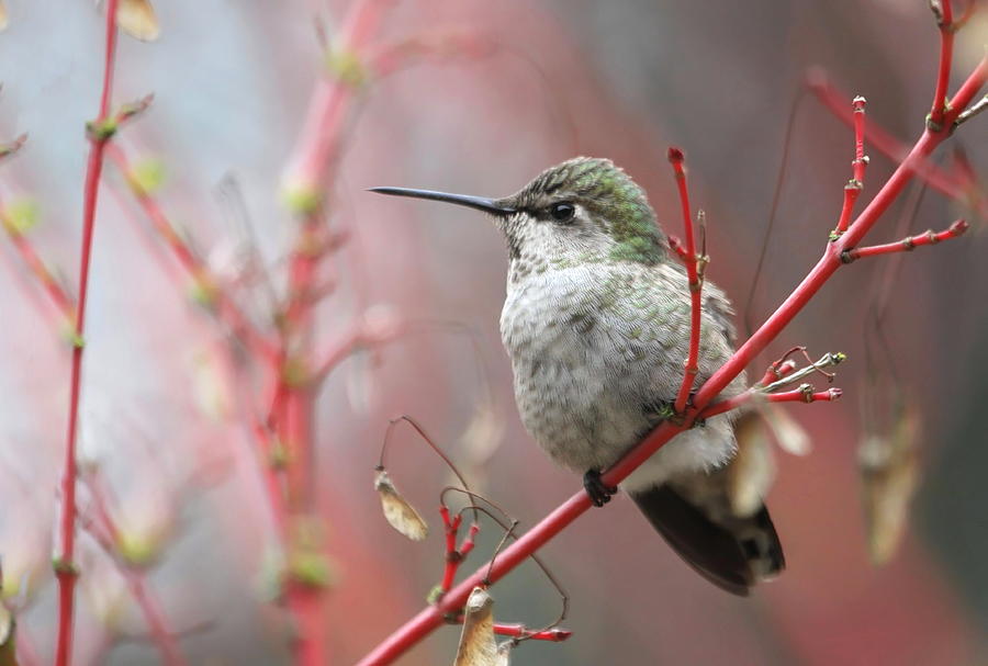 Wintering Hummingbird Photograph by Angie Vogel