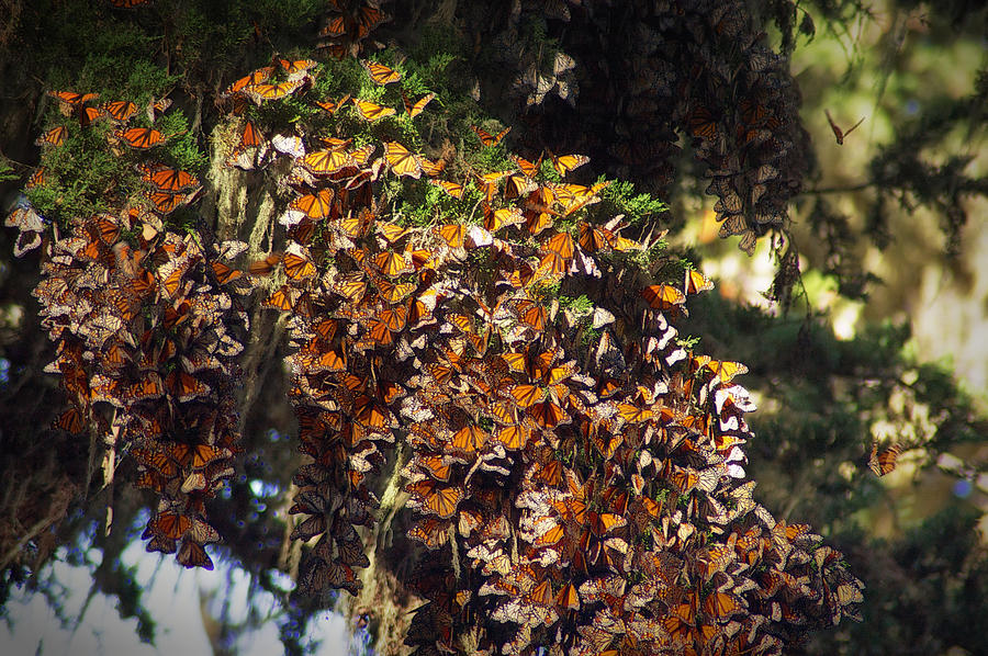 Wintering Monarchs in Pacific Grove California Photograph by Mary Lee Dereske