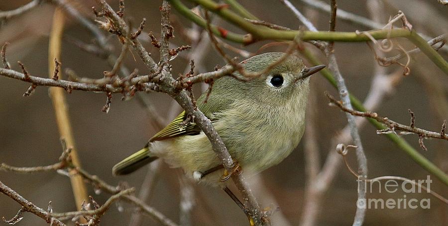 Nature Photograph - Wintering Ruby-crowned Kinglet by Mark Pagliarini